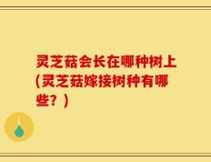 灵芝菇会长在哪种树上(灵芝菇嫁接树种有哪些？)