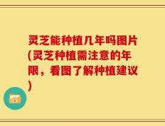 灵芝能种植几年吗图片(灵芝种植需注意的年限，看图了解种植建议)