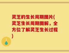 灵芝的生长周期图片(灵芝生长周期图解，全方位了解灵芝生长过程)