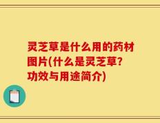 灵芝草是什么用的药材图片(什么是灵芝草？功效与用途简介)