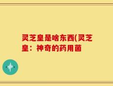 灵芝皇是啥东西(灵芝皇：神奇的药用菌