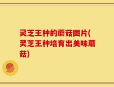 灵芝王种的蘑菇图片(灵芝王种培育出美味蘑菇)