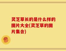 灵芝草长的是什么样的图片大全(灵芝草的图片集合)