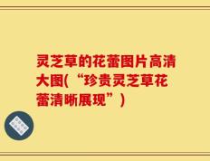 灵芝草的花蕾图片高清大图(“珍贵灵芝草花蕾清晰展现”)