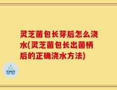 灵芝菌包长芽后怎么浇水(灵芝菌包长出菌柄后的正确浇水方法)