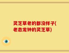 灵芝草老的都没样子(老态龙钟的灵芝草)