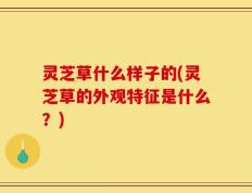 灵芝草什么样子的(灵芝草的外观特征是什么？)