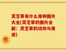 灵芝草有什么用啊图片大全(灵芝草的图片全解：灵芝草的功效与用途)