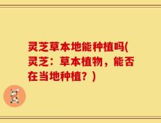 灵芝草本地能种植吗(灵芝：草本植物，能否在当地种植？)