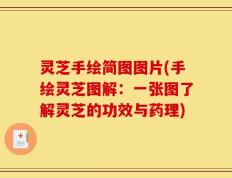 灵芝手绘简图图片(手绘灵芝图解：一张图了解灵芝的功效与药理)