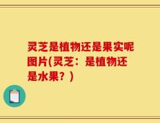 灵芝是植物还是果实呢图片(灵芝：是植物还是水果？)