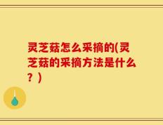 灵芝菇怎么采摘的(灵芝菇的采摘方法是什么？)