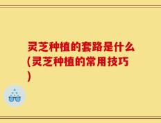 灵芝种植的套路是什么(灵芝种植的常用技巧)