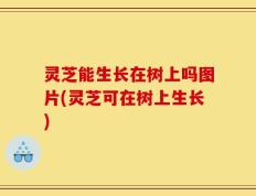 灵芝能生长在树上吗图片(灵芝可在树上生长)