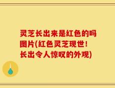灵芝长出来是红色的吗图片(红色灵芝现世！长出令人惊叹的外观)
