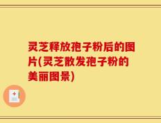 灵芝释放孢子粉后的图片(灵芝散发孢子粉的美丽图景)