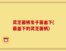 灵芝菌柄生于菌盖下(菌盖下的灵芝菌柄)