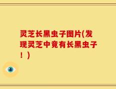 灵芝长黑虫子图片(发现灵芝中竟有长黑虫子！)