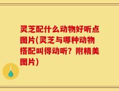 灵芝配什么动物好听点图片(灵芝与哪种动物搭配叫得动听？附精美图片)
