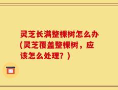 灵芝长满整棵树怎么办(灵芝覆盖整棵树，应该怎么处理？)