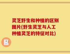 灵芝野生和种植的区别图片(野生灵芝与人工种植灵芝的特征对比)