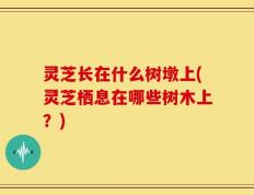 灵芝长在什么树墩上(灵芝栖息在哪些树木上？)