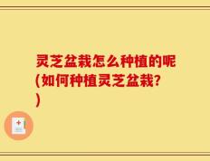 灵芝盆栽怎么种植的呢(如何种植灵芝盆栽？)
