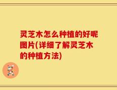 灵芝木怎么种植的好呢图片(详细了解灵芝木的种植方法)