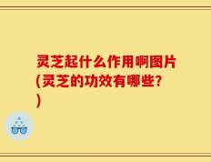 灵芝起什么作用啊图片(灵芝的功效有哪些？)