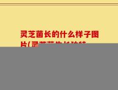 灵芝菌长的什么样子图片(灵芝菌生长独特，惊艳模样令人赞叹)