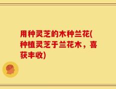 用种灵芝的木种兰花(种植灵芝于兰花木，喜获丰收)
