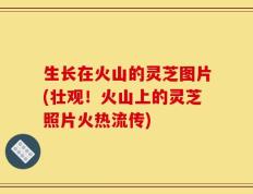 生长在火山的灵芝图片(壮观！火山上的灵芝照片火热流传)