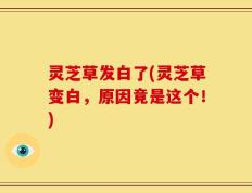 灵芝草发白了(灵芝草变白，原因竟是这个！)