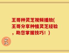 王哥种灵芝视频播放(王哥分享种植灵芝经验，助您掌握技巧！)