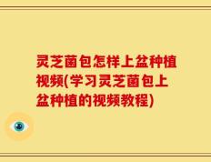 灵芝菌包怎样上盆种植视频(学习灵芝菌包上盆种植的视频教程)