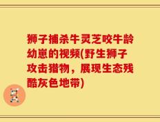 狮子捕杀牛灵芝咬牛龄幼崽的视频(野生狮子攻击猎物，展现生态残酷灰色地带)