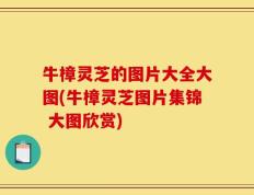 牛樟灵芝的图片大全大图(牛樟灵芝图片集锦 大图欣赏)