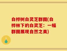 白桦树白灵芝群图(白桦林下的白灵芝：一幅群图展现自然之美)