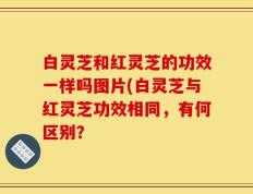白灵芝和红灵芝的功效一样吗图片(白灵芝与红灵芝功效相同，有何区别？
