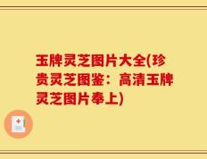 玉牌灵芝图片大全(珍贵灵芝图鉴：高清玉牌灵芝图片奉上)