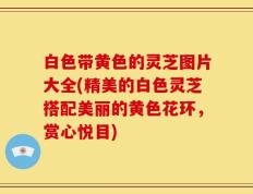 白色带黄色的灵芝图片大全(精美的白色灵芝搭配美丽的黄色花环，赏心悦目)