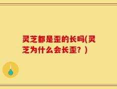灵芝都是歪的长吗(灵芝为什么会长歪？)