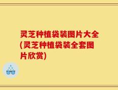 灵芝种植袋装图片大全(灵芝种植袋装全套图片欣赏)
