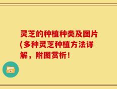 灵芝的种植种类及图片(多种灵芝种植方法详解，附图赏析！