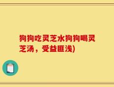狗狗吃灵芝水狗狗喝灵芝汤，受益匪浅)