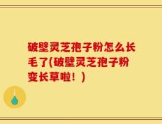 破壁灵芝孢子粉怎么长毛了(破壁灵芝孢子粉变长草啦！)