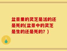 盆景里的灵芝是活的还是死的(盆景中的灵芝是生的还是死的？)