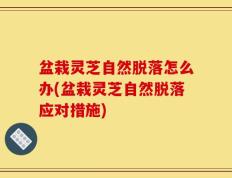 盆栽灵芝自然脱落怎么办(盆栽灵芝自然脱落应对措施)