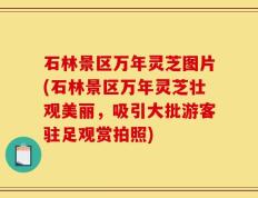 石林景区万年灵芝图片(石林景区万年灵芝壮观美丽，吸引大批游客驻足观赏拍照)