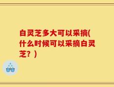 白灵芝多大可以采摘(什么时候可以采摘白灵芝？)